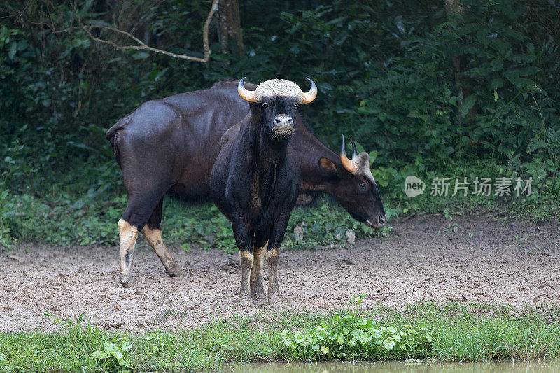 动物:小群野牛，也被称为印度野牛(Bos gaurus)